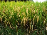 飼料米栽培