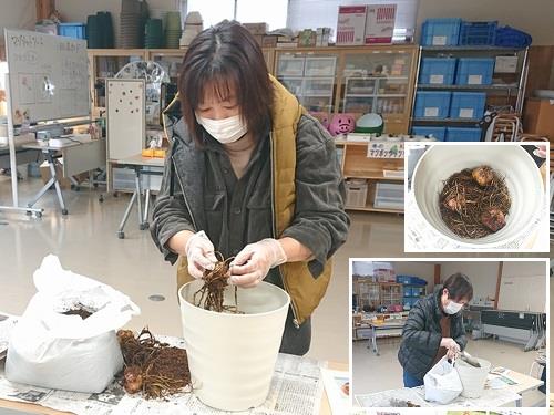 日本原産の希少で美しいユリ、ヤマユリの定植体験