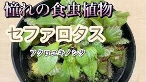 憧れの食虫植物 セファロタス! 和名はフクロユキノシタ