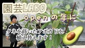 今から5年前、園芸LABOがオープンした年に種を蒔いたアボカドを植え替えます！