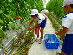 児童によるミディトマト収穫