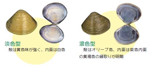タイワンシジミ
