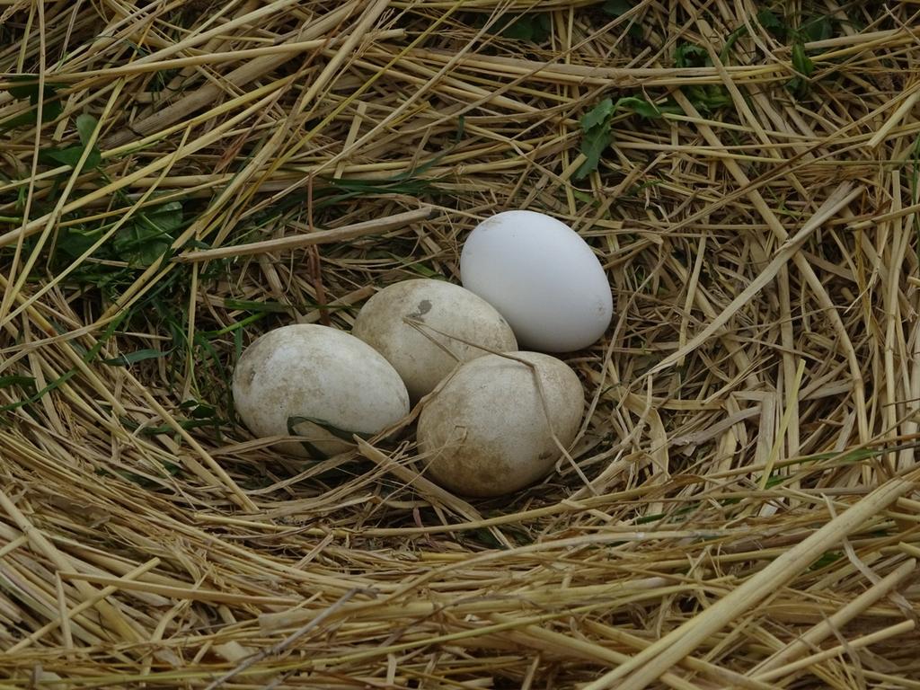 4卵目