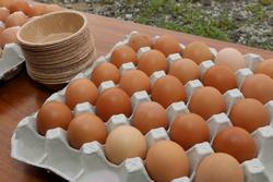福地鶏の卵