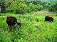 福井市殿下