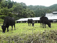 おおい町川上