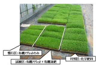 水稲苗の生育比較