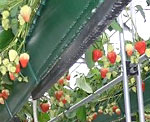 イチゴ収穫