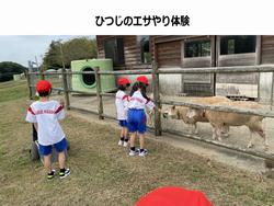 ひつじのエサやり