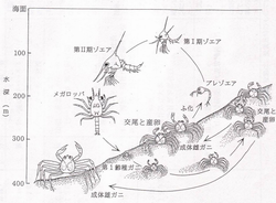 カニの生活