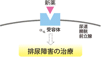 新薬と受容体の関係