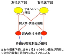 脳内メカニズム