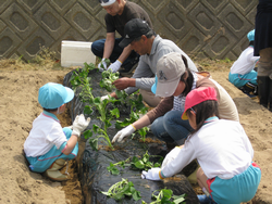 おうちの方と一緒に苗植えする園児