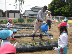 植えた苗に水やり