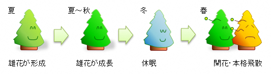 花粉と花粉症の基礎知識 福井県ホームページ