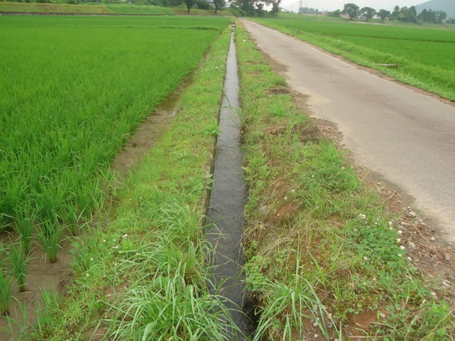 整備前の水路の様子