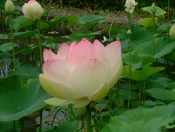 １５