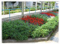県立清水養護学校花壇