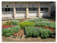 松岡小学校花壇