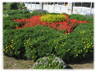 志比小学校花壇