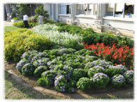 御陵小学校花壇