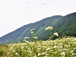 ソバの花