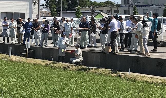 いちほまれ栽培圃場