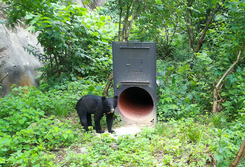 ツキノワグマ捕獲