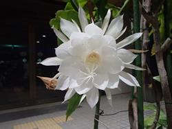 月下美人（開花状況）