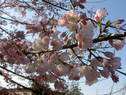 アメリカザクラ