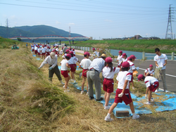 ６月１３日　菜の花種取り体験