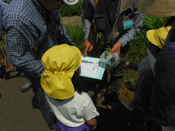 植物観察会（佼成幼稚園）