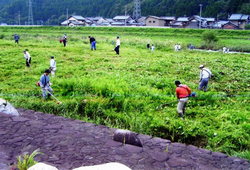 南越前町（日野川）