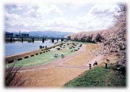 桜