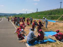 アユの稚魚放流