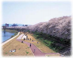 足羽川の桜