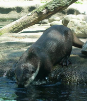 otter