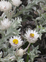 fynbos