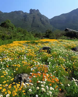 kirstenbosch