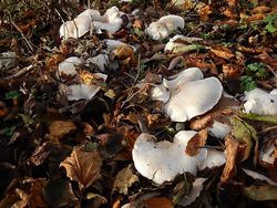 54_『White Poizon Mushroom～森のワナ～』　川井斗馬