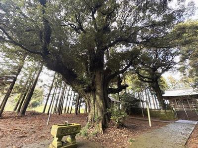 ieyosihatimannsudajii