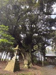 ieyosihatimannsudajii2