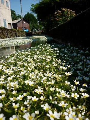jisagawa1
