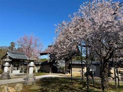 hanagatmisakura_hidari