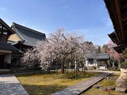 hanagatmisakura_toku