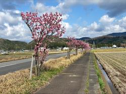 さくら街道