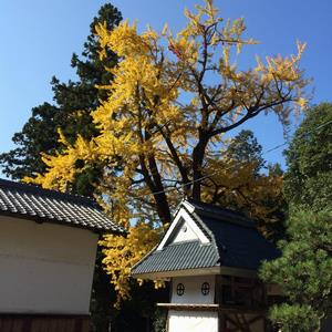 諦応寺銀杏観音