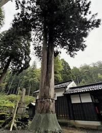 鵜甘神社の夫婦杉