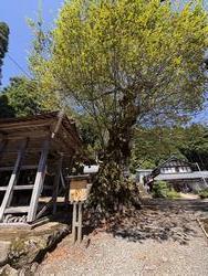 山田の大ケヤキ２