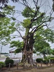 ケヤキ